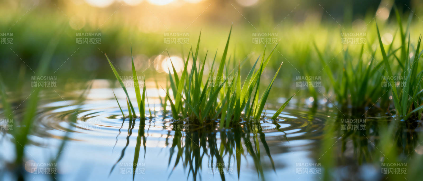 水草涟漪图片