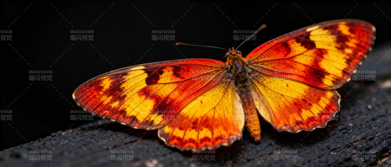 橙黄蝶栖木图片