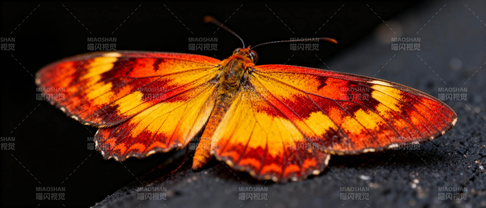 橙黄蝶翼静栖图片