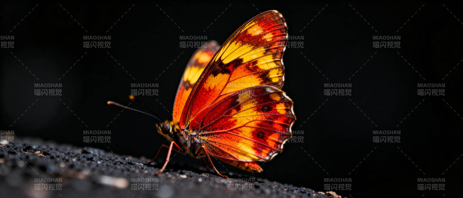 橙黄蝶栖石上图片