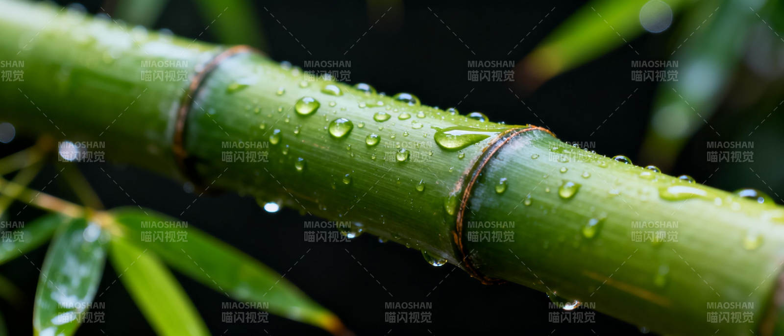 竹节上的水珠图片