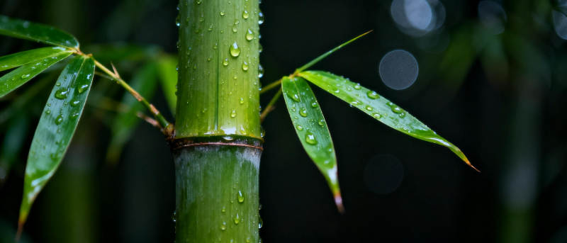 雨后竹叶滴水图片
