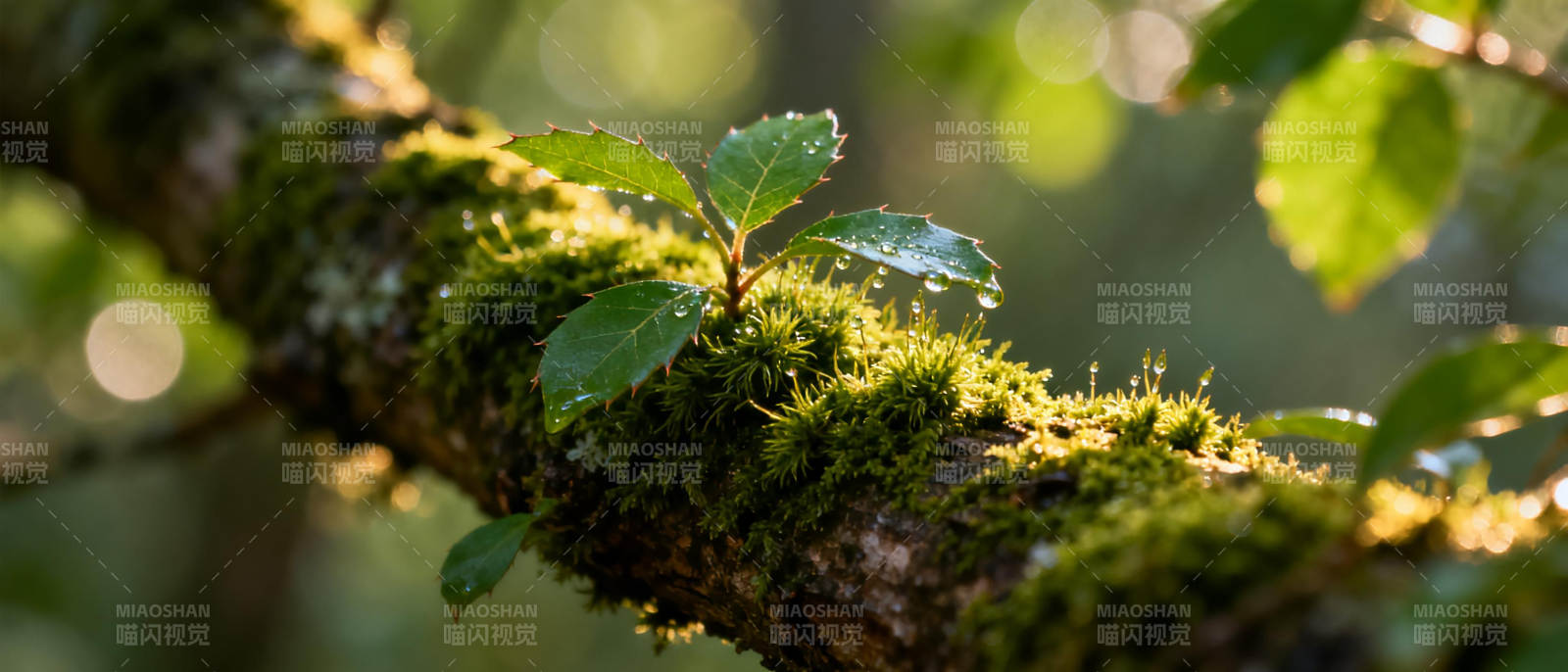 青苔枝头绿意浓图片