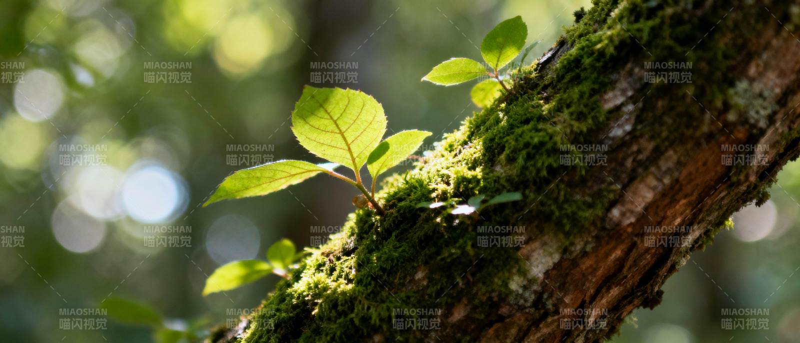 青苔与新叶共生图片