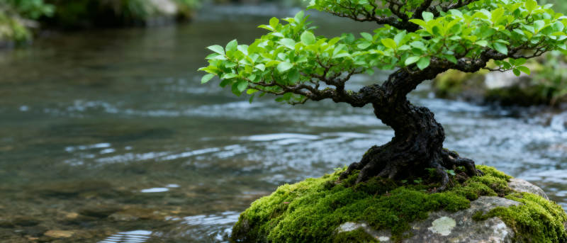 溪畔盆景图片