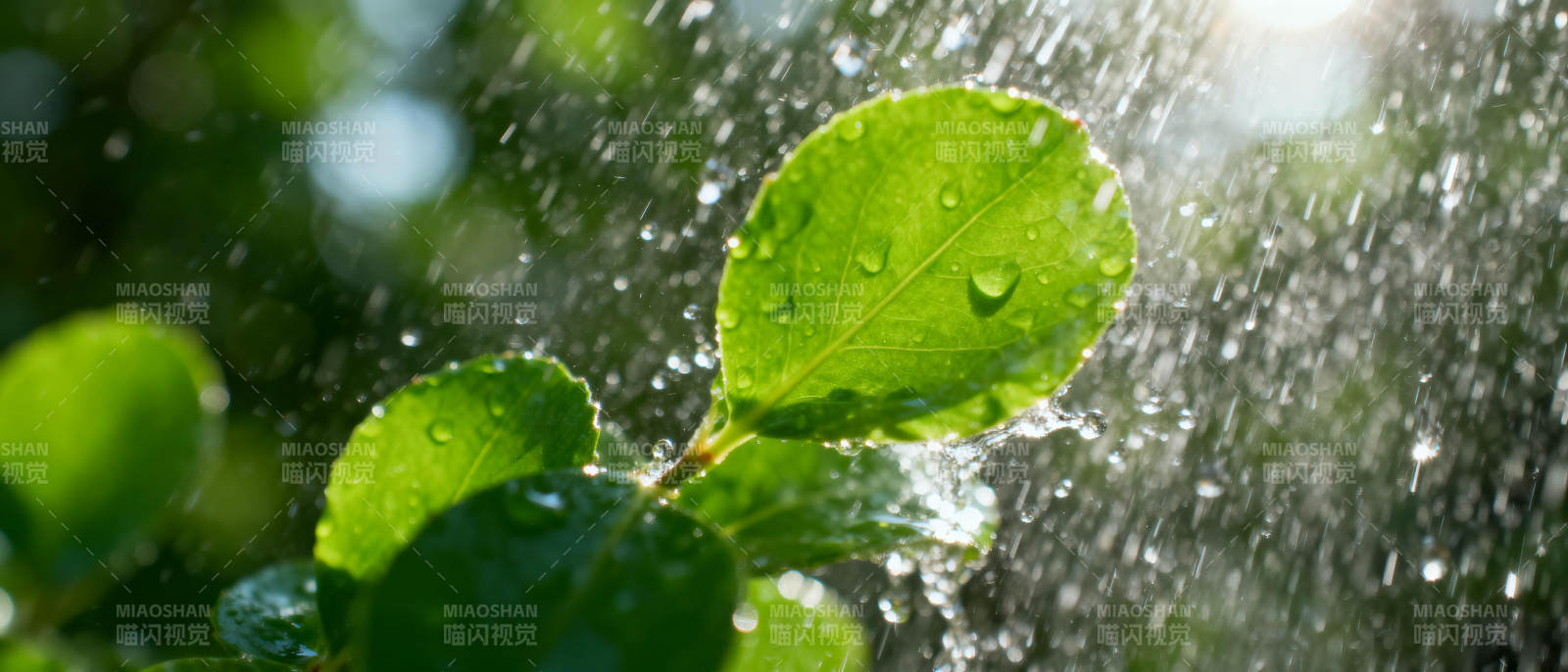 雨润绿叶生机盎然图片