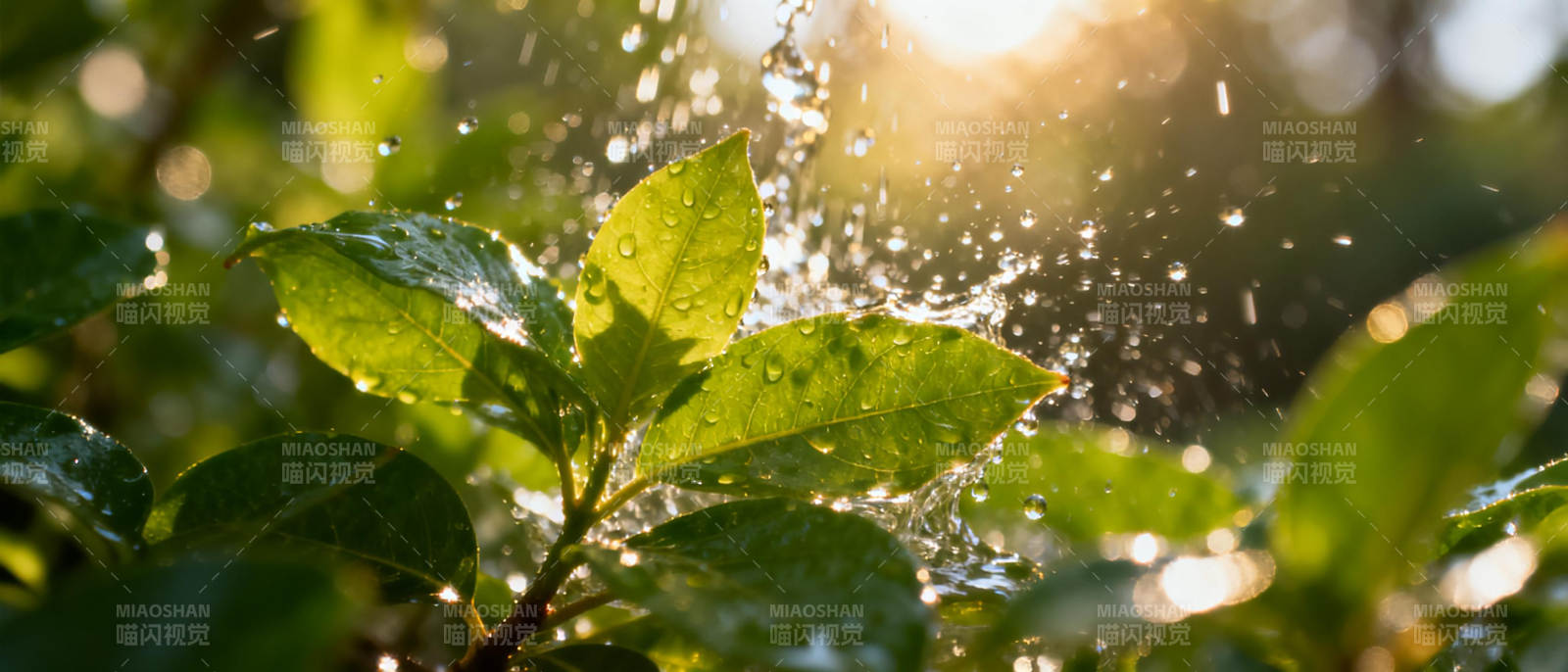 晨露叶间闪烁图片