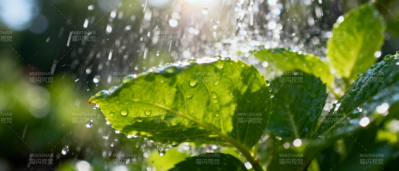 雨滴轻拂绿叶图片