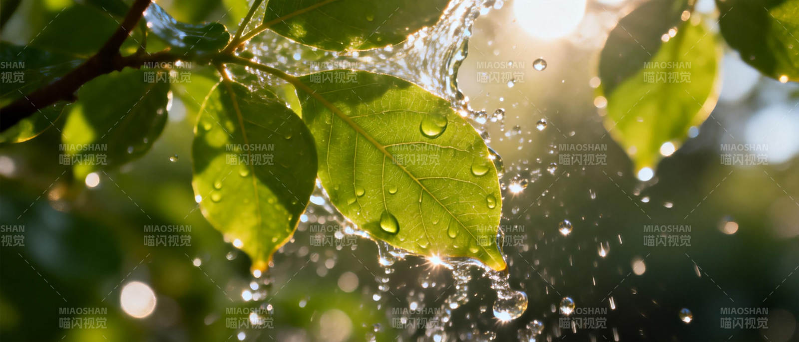 叶上水珠 阳光闪烁图片