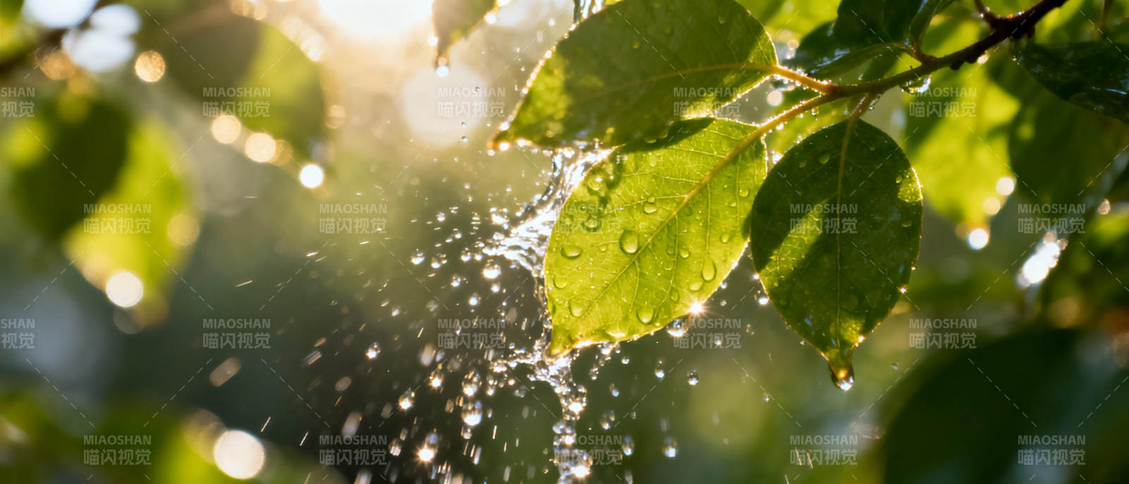 晨露叶间闪烁图片