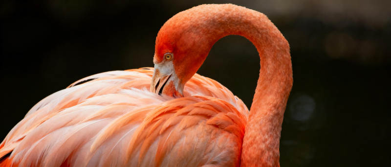 粉红火烈鸟静憩图片