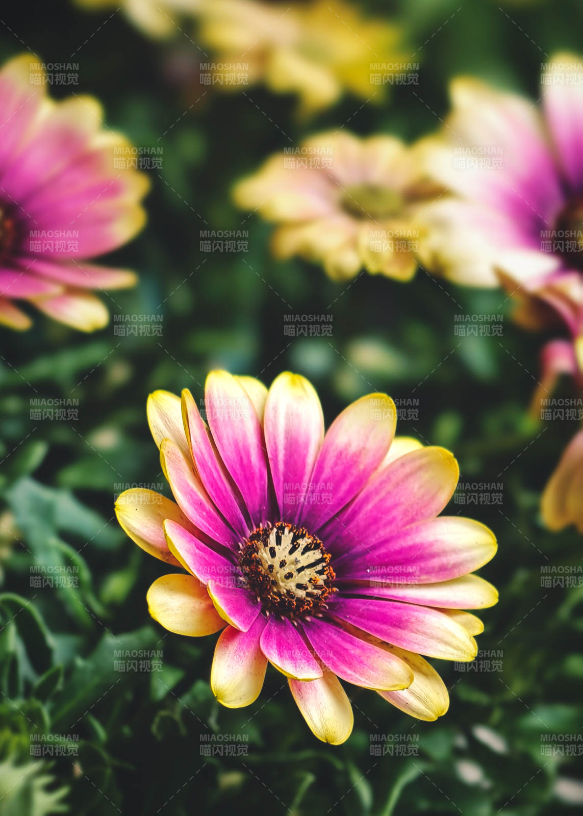 粉黄渐变花绽放（蓝眼菊）图片