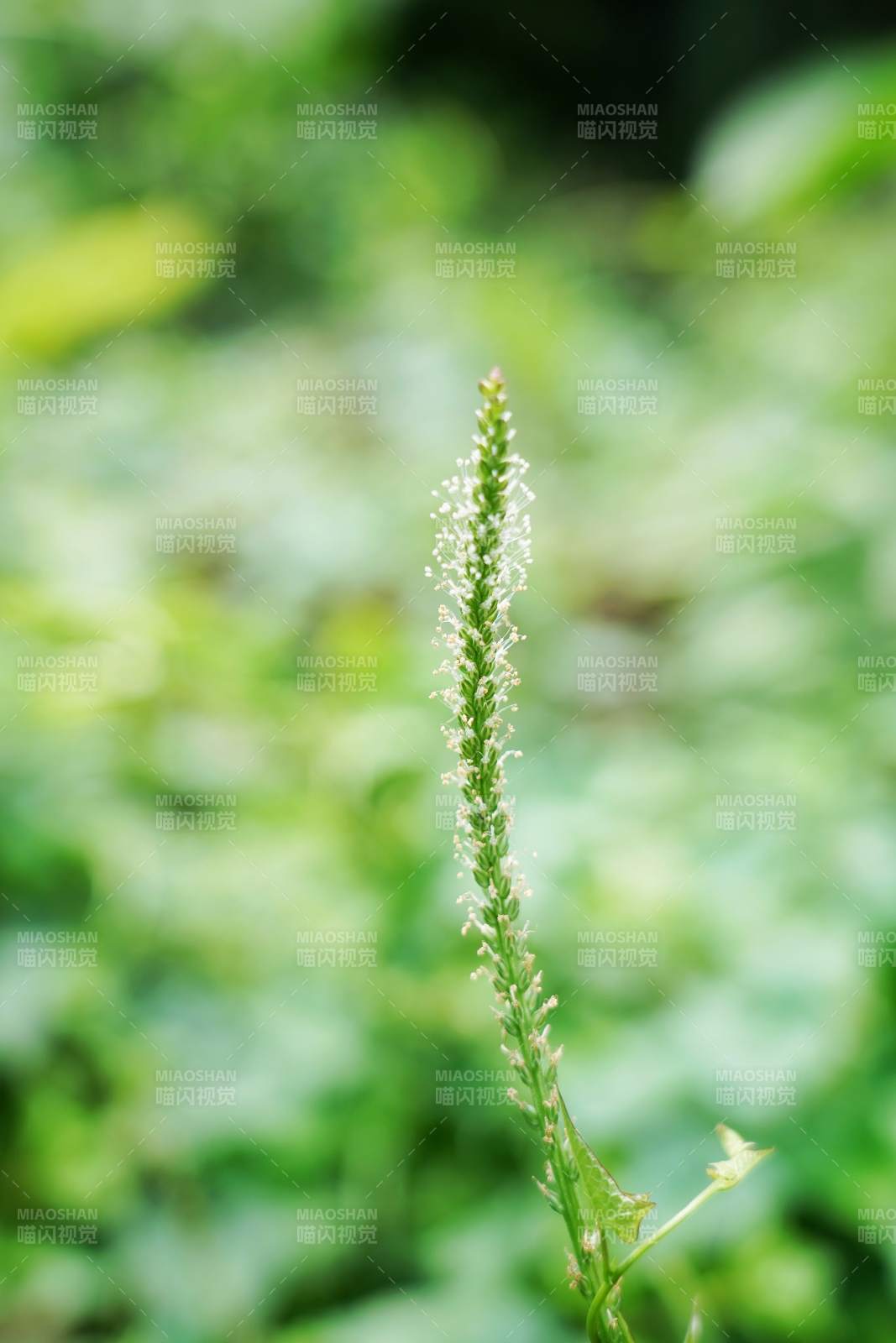 绿意中的细穗花图片