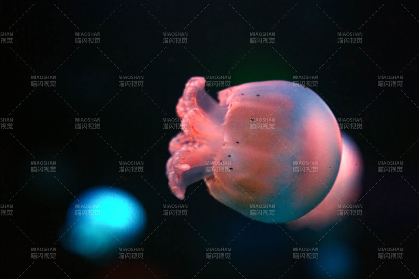 梦幻水母游弋图片