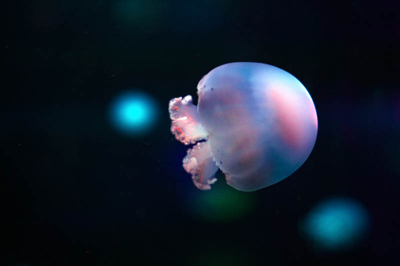 梦幻水母漂浮图片