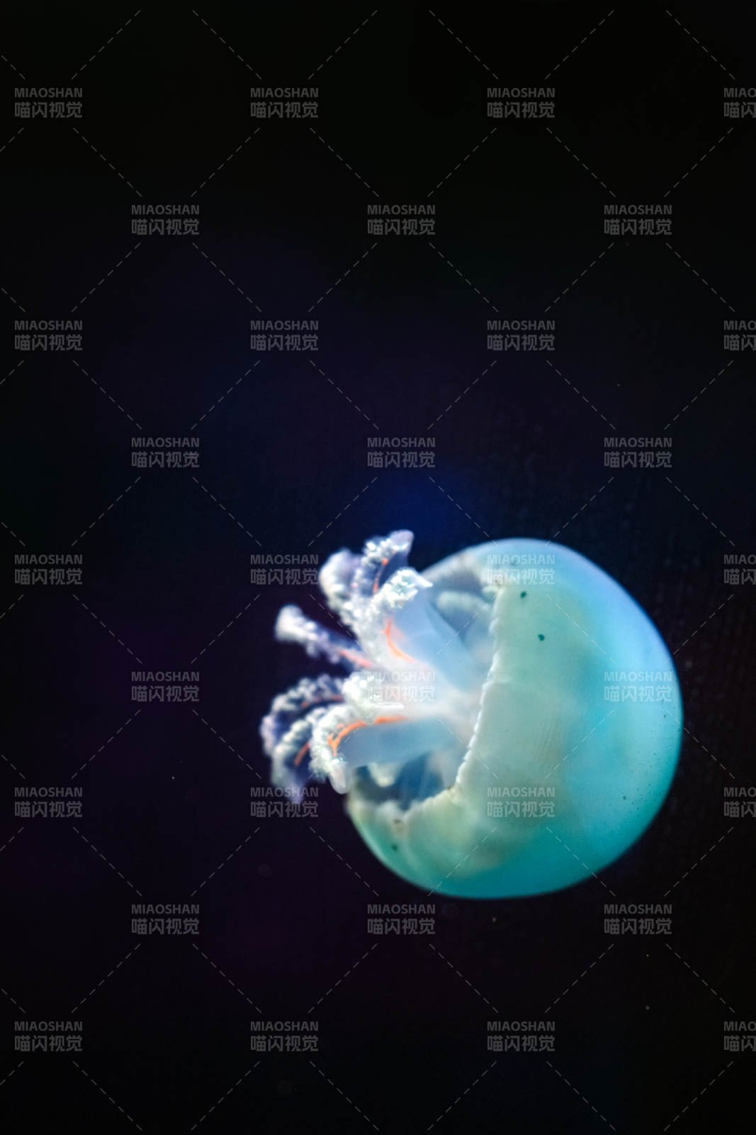 梦幻水母漂浮图片