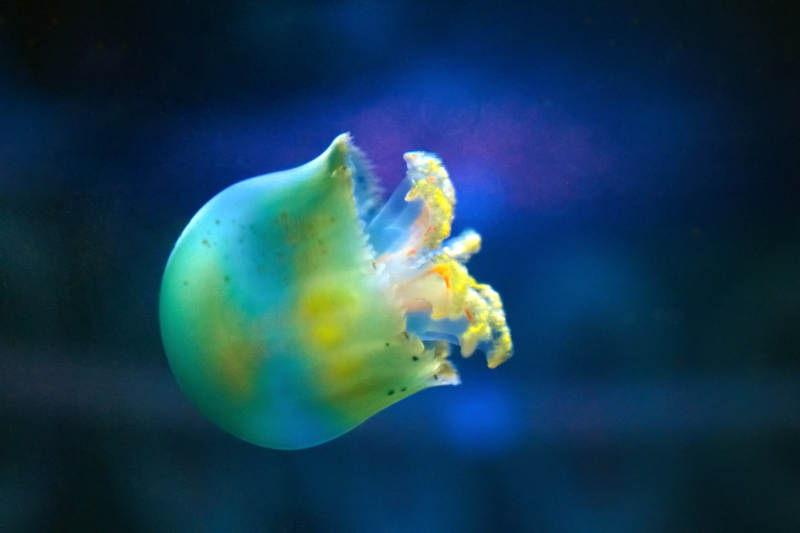 梦幻水母游弋深海图片