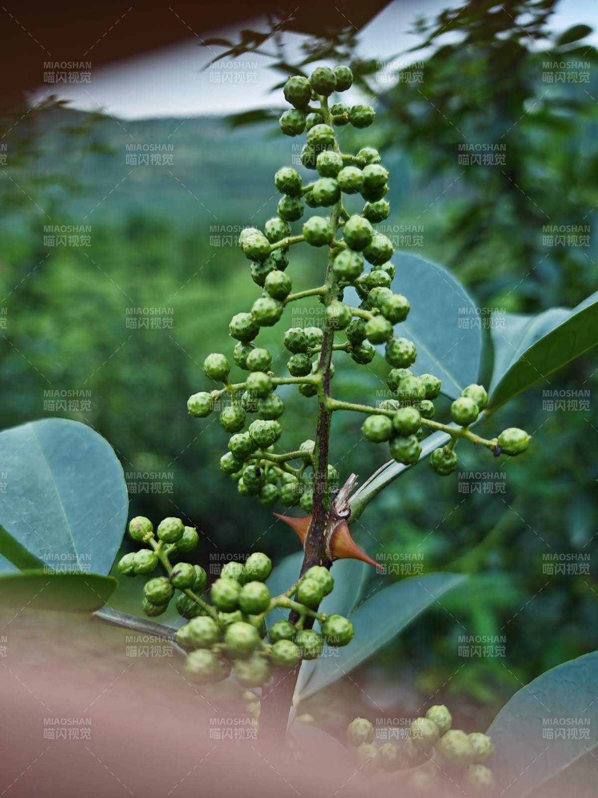 青花椒枝头绿果图片