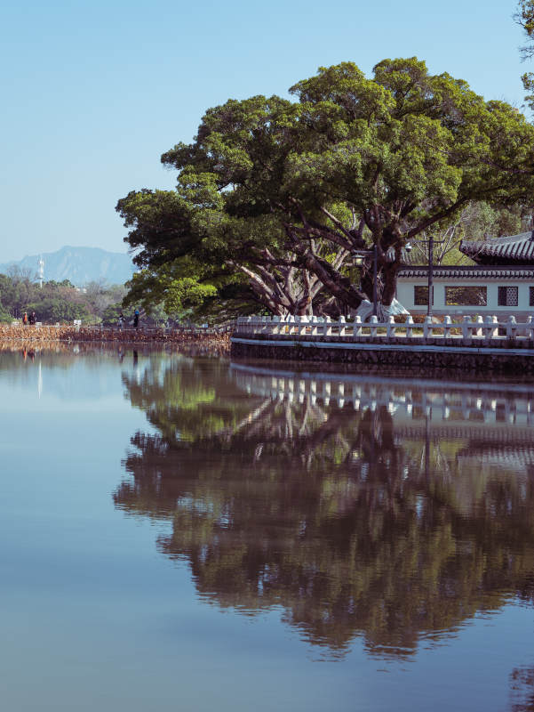 湖畔古树倒影图片