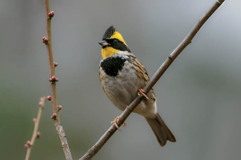 黄喉鹀栖枝头图片