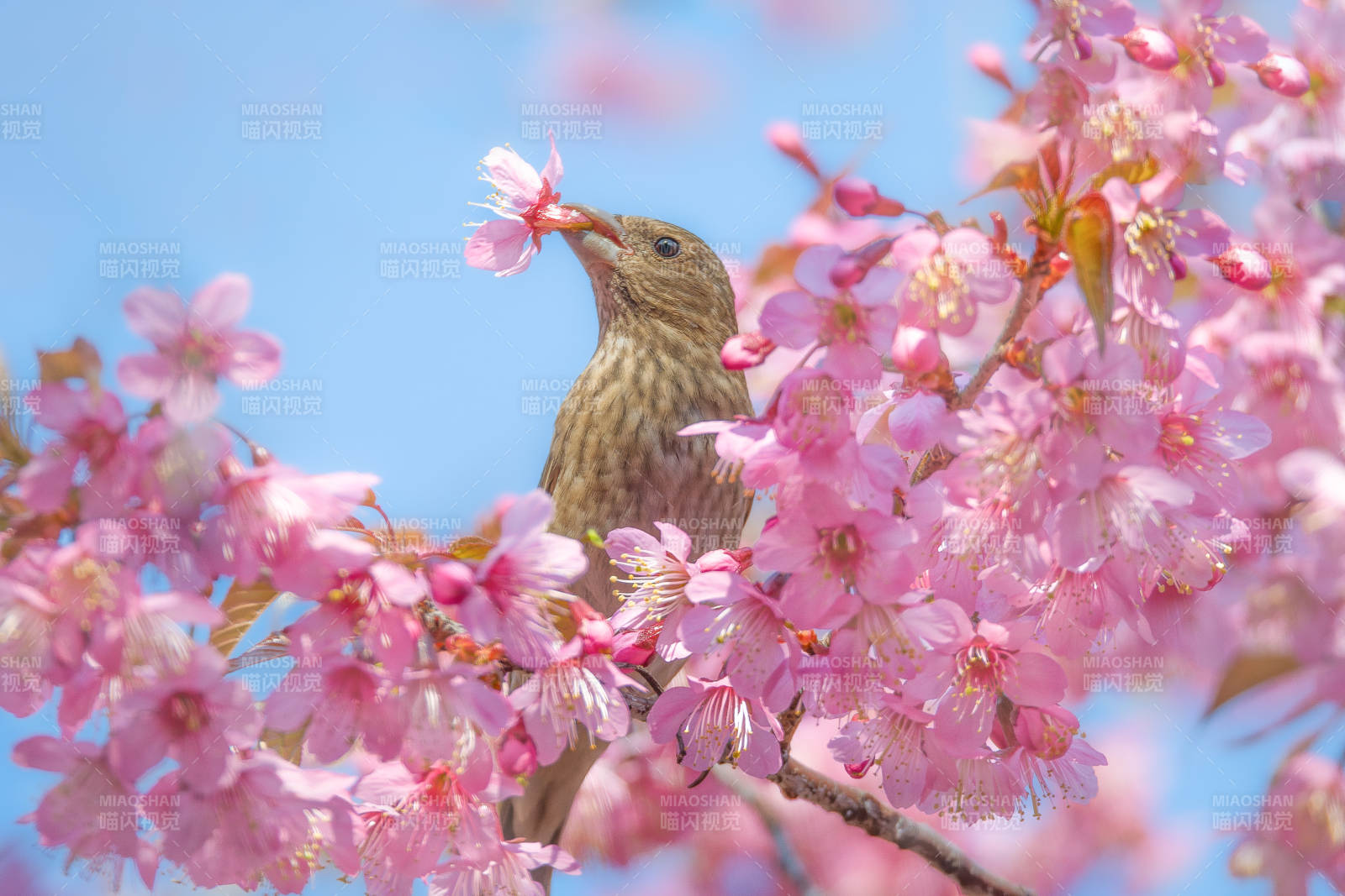 朱雀栖花枝春意浓图片