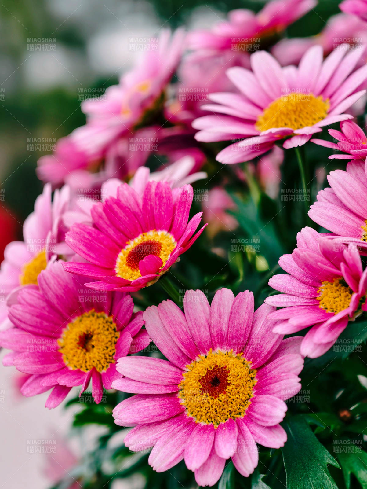 粉菊绽放 春意盎然图片