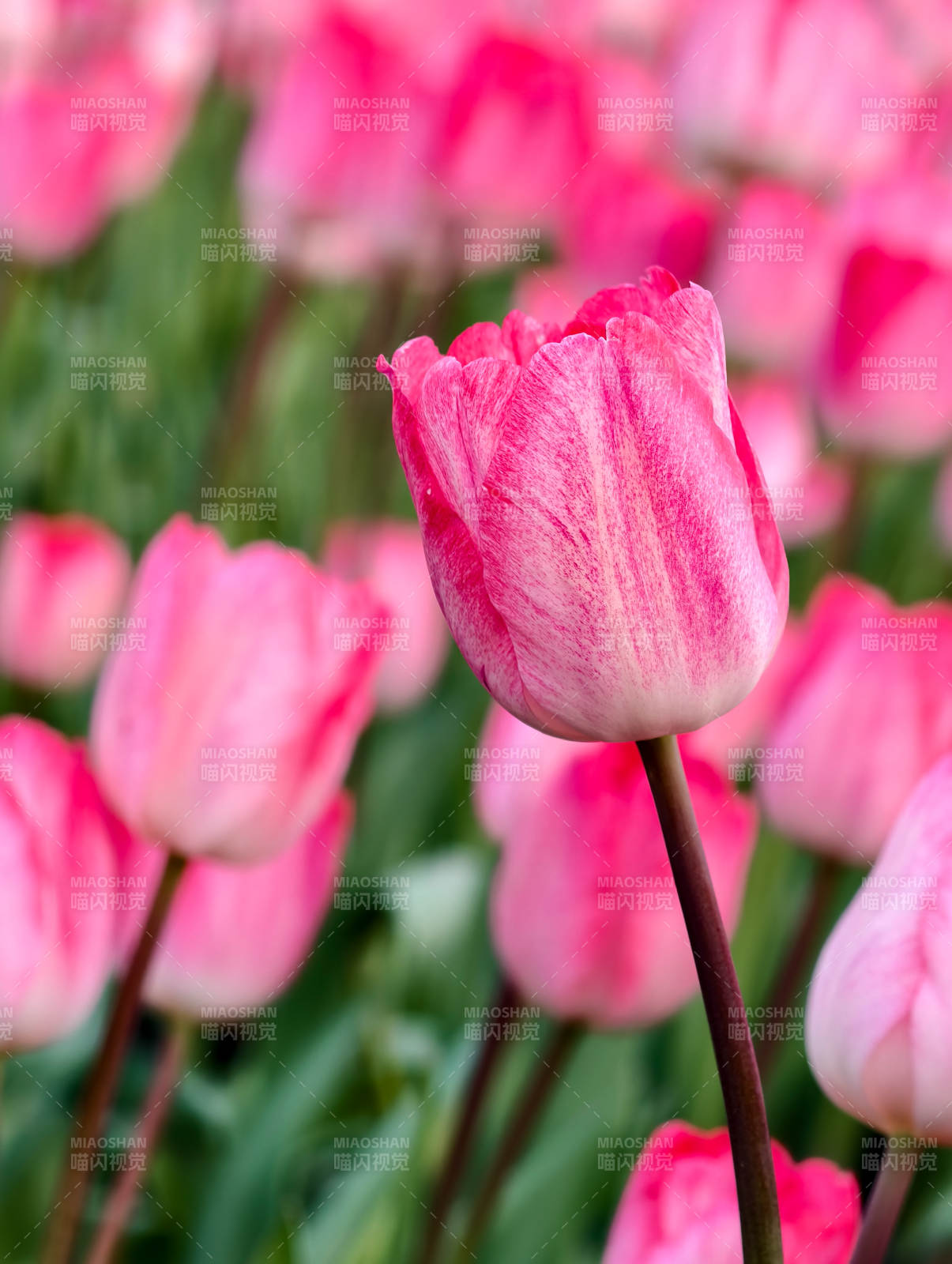 粉红郁金香绽放图片