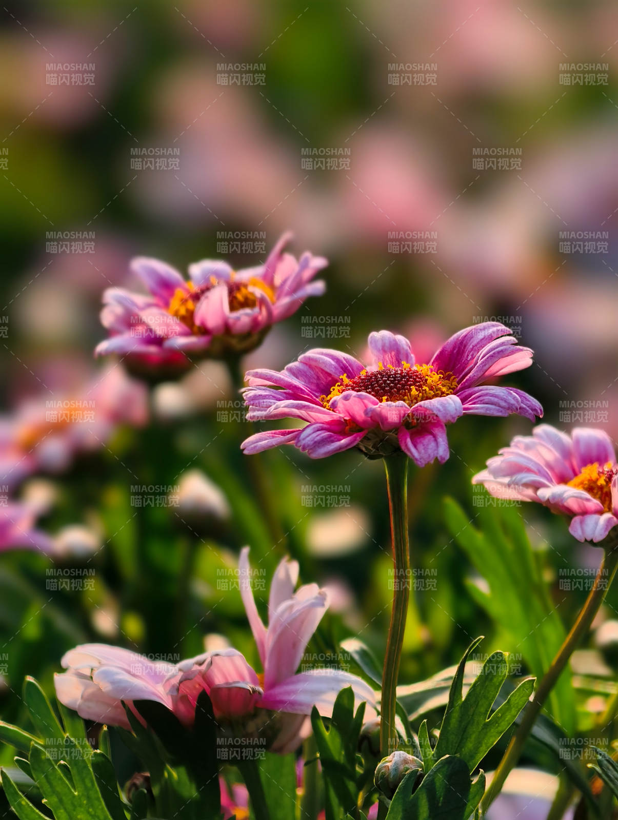 粉菊绽放春光里图片