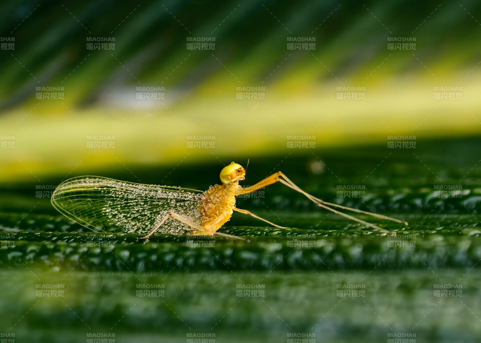 蜉蝣栖芭蕉叶图片
