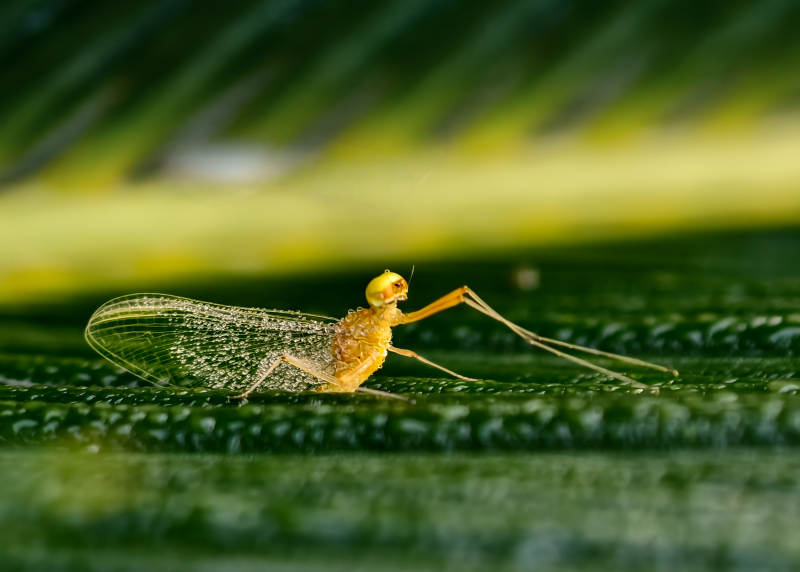 蜉蝣栖芭蕉叶图片