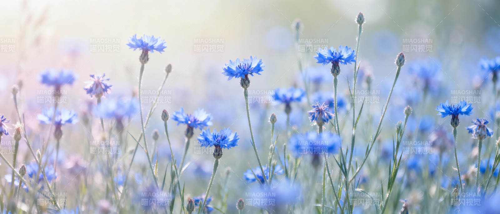 蓝花绽放 春意盎然图片