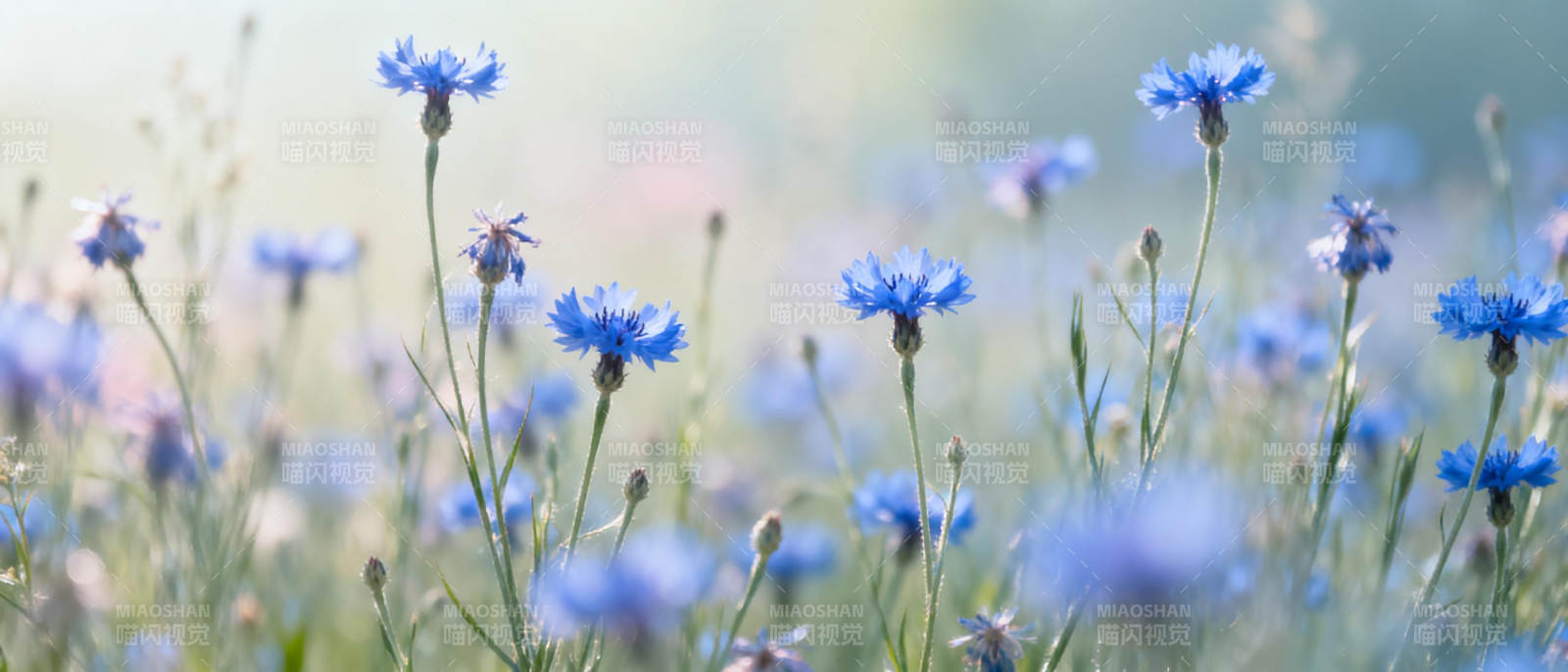 蓝花摇曳春风里图片