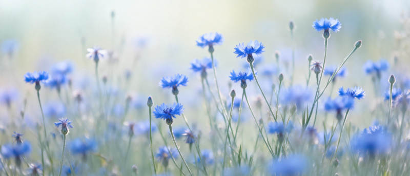 蓝花摇曳春意浓图片