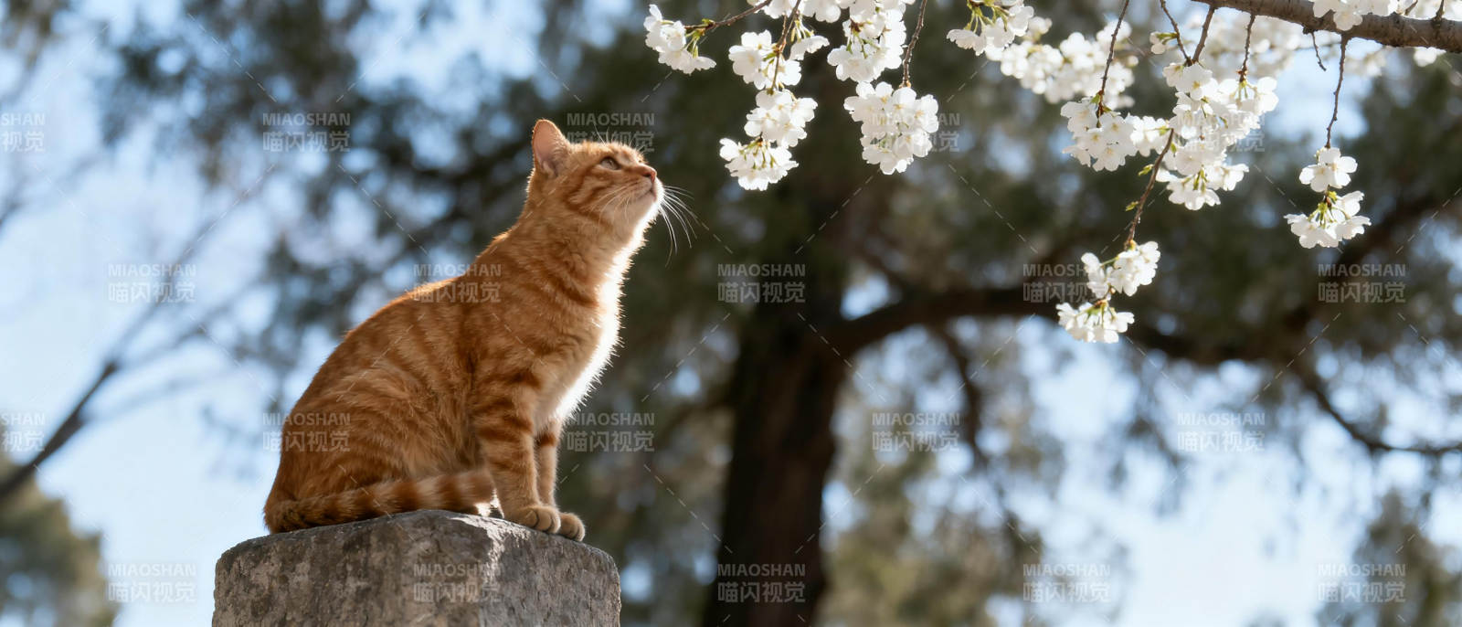 猫望花枝图片