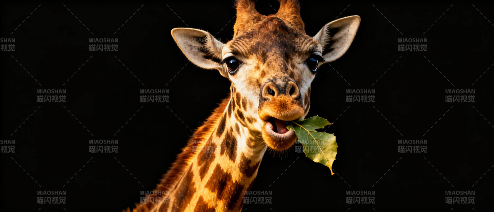 长颈鹿吃叶特写图片