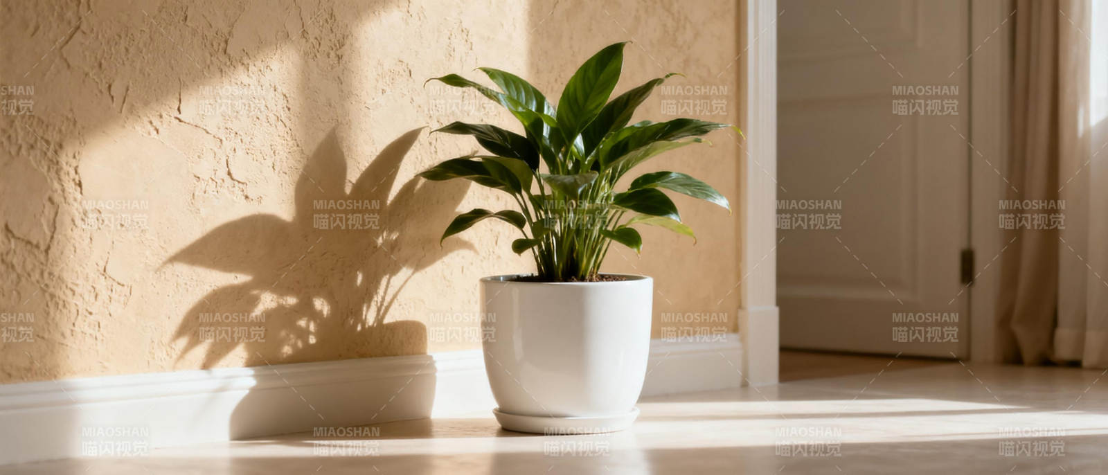 绿植光影静谧角落图片