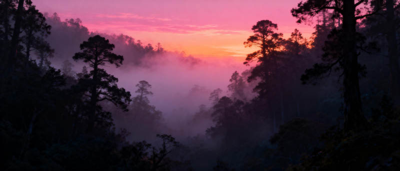 晨雾森林日出图片
