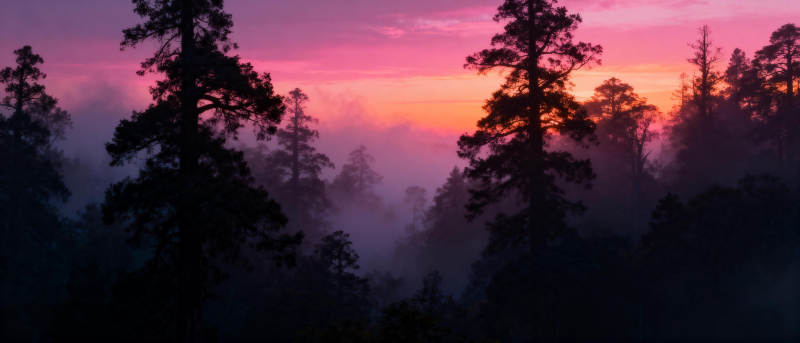晨雾森林日出图片