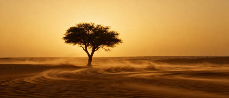 沙漠孤树剪影图片