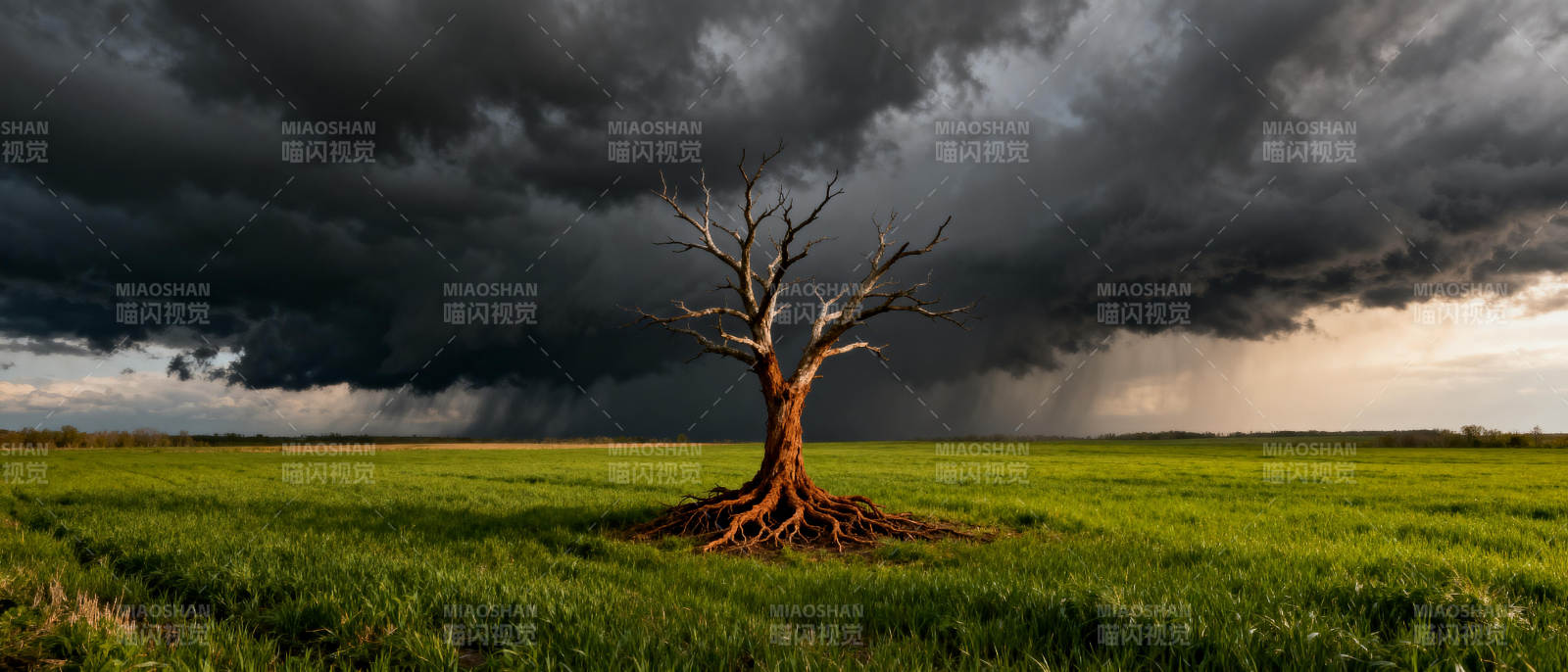 孤树风暴前图片