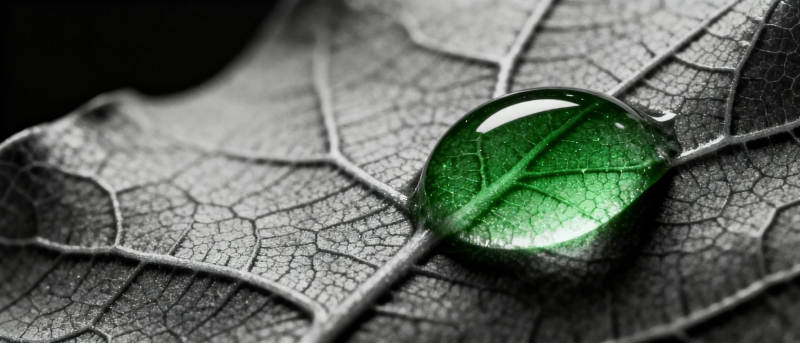 绿叶上的水滴图片