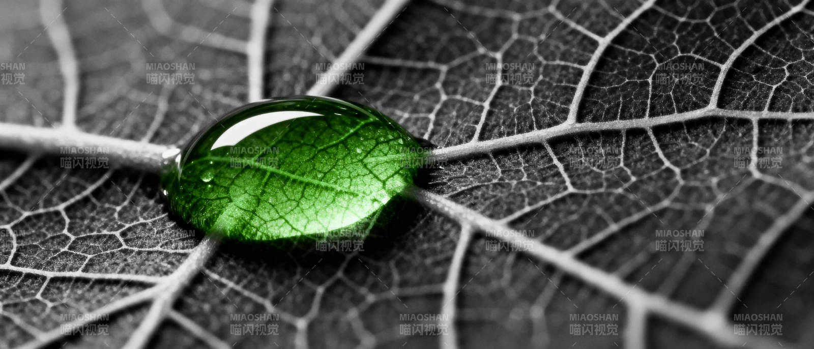 露珠映叶脉图片