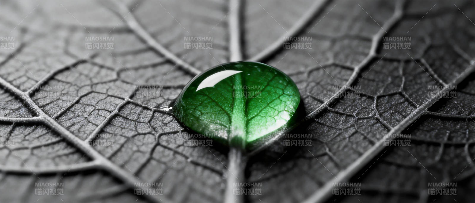 叶上露珠映绿意图片