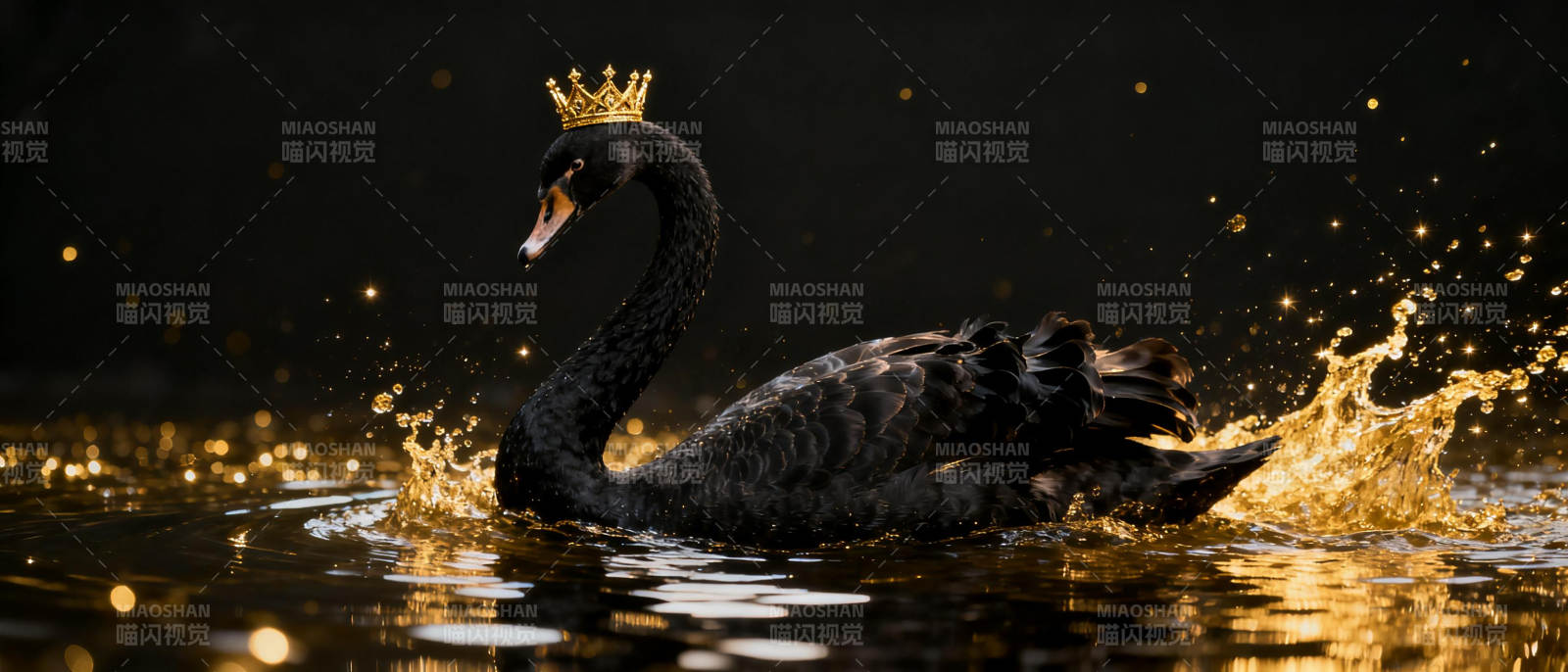 黑天鹅戴金冠图片