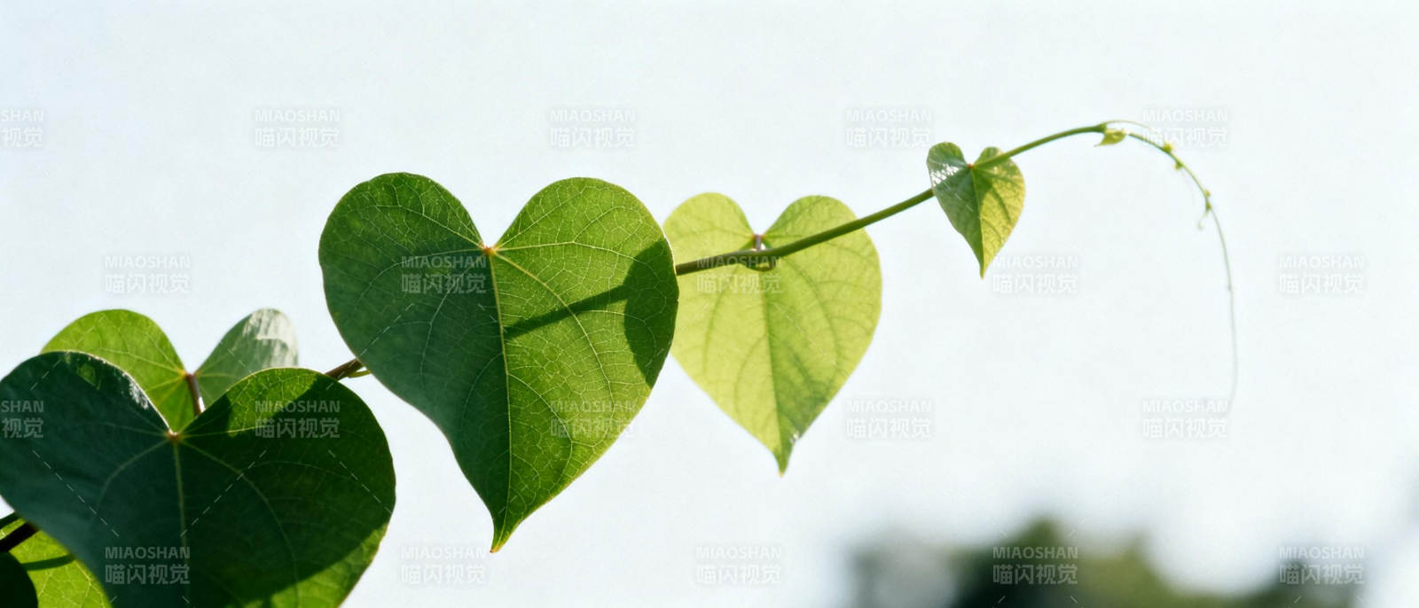心形绿叶迎风摇曳图片