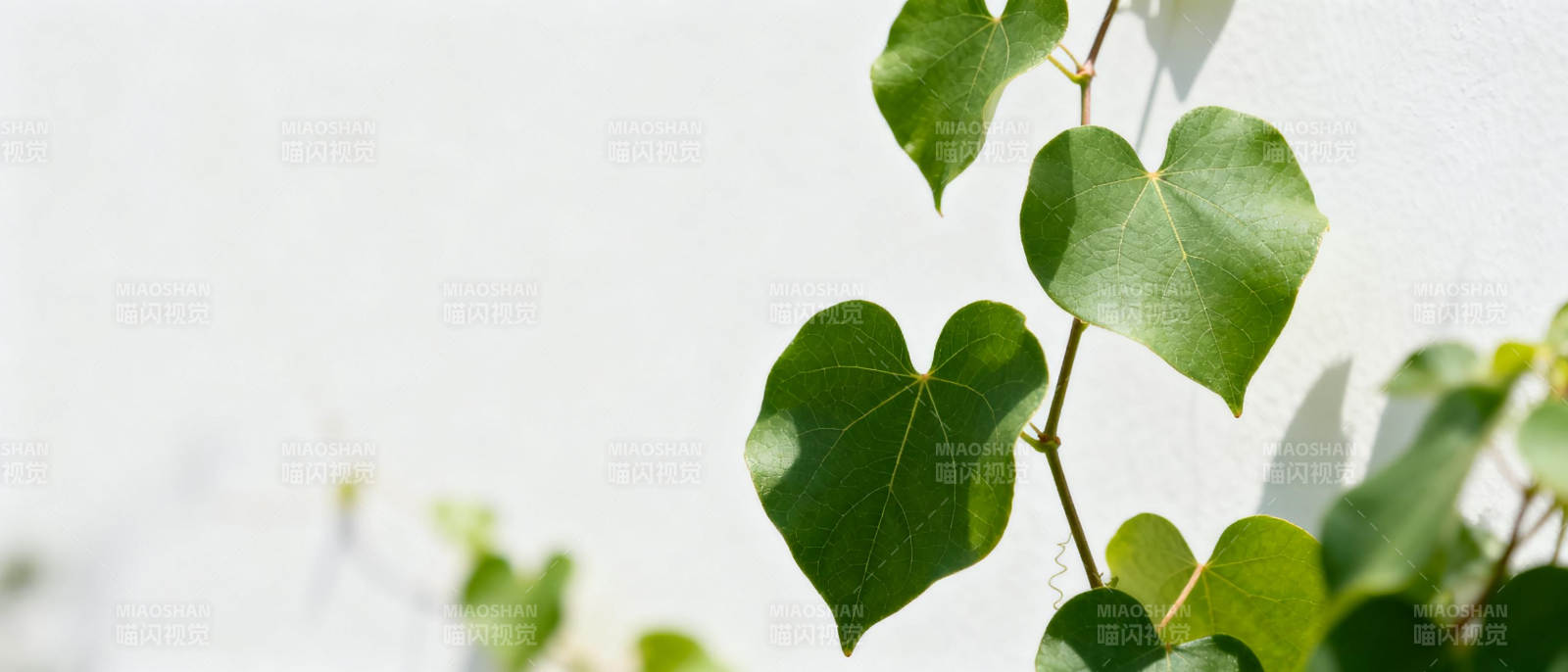 心形绿叶墙边生图片