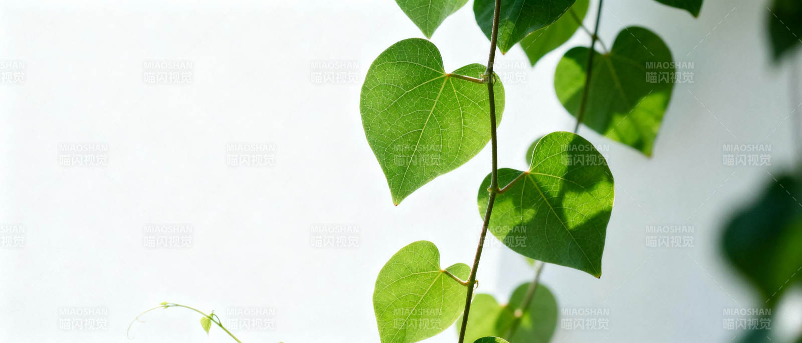 绿叶心形 清新自然图片