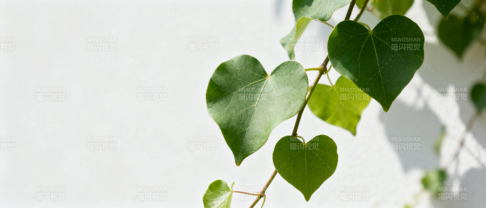 心形绿叶墙影图片