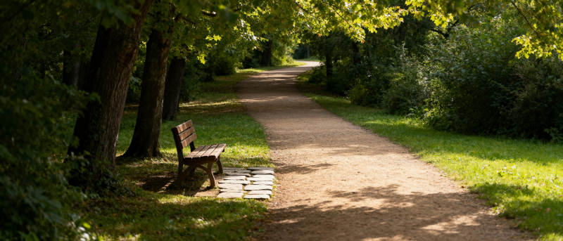 林间小径静谧悠然图片