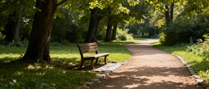 林间小径静谧景图片